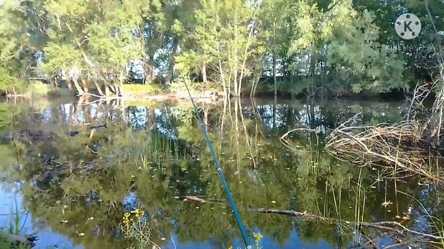 Рыбалка в Суходоле. Появилась мошкара.#рыбалка#рыба#карась смотреть онлайн