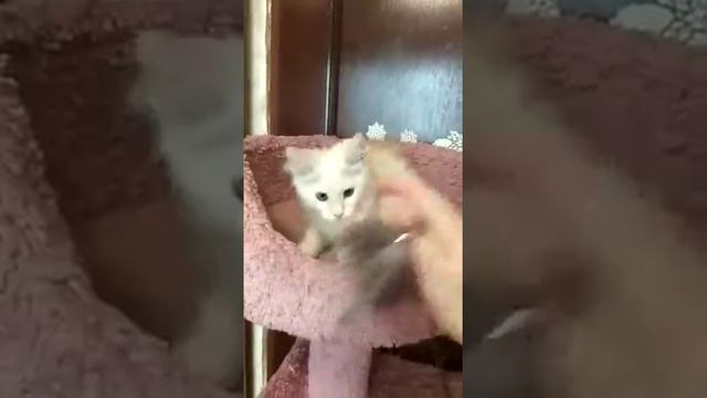 Красная дымная девочка котёнок Мейн-кун, 3 месяца, в продаже на сайте Мейн-куны Москвы смотреть онлайн