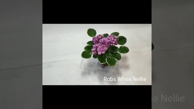 Morgans Barossa,Robs Whoa Nellie, Storybook Princess, Teen Thunder.