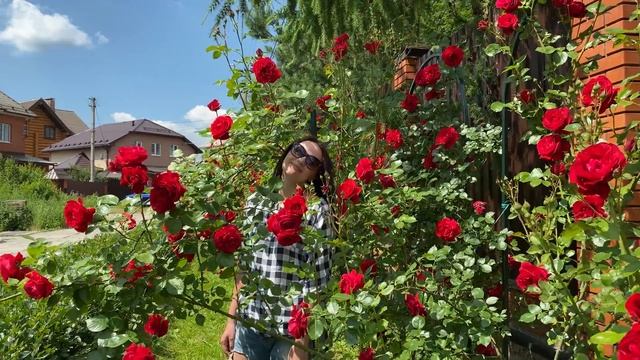 МОИ ПЛЕТИСТЫЕ РОЗЫ, ТОП-5 ЛУЧШИХ СОРТОВ ОБИЛЬНОЦВЕТУЩИХ И БЕСПРОБЛЕМНЫХ ПЛЕТИСТЫХ РОЗ ДЛЯ САДА смотреть онлайн