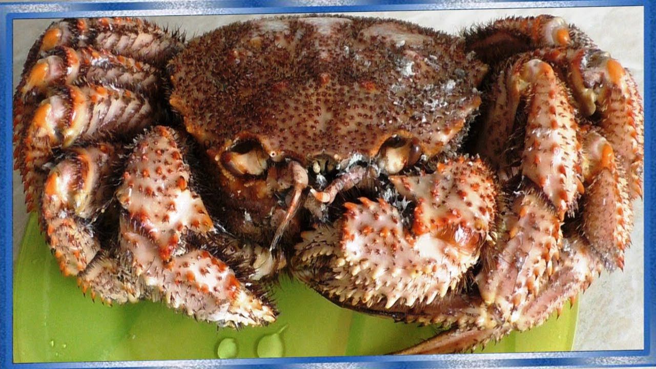 КРАБЫ, КАК И ЧТО В НИХ МОЖНО ЕСТЬ , КРАБ ВОЛОСАТИК, КАК ПРАВИЛЬНО РАЗДЕЛАТЬ КРАБА смотреть онлайн