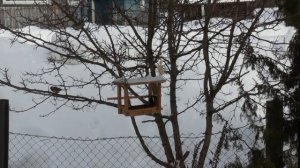 Дятел зимой в кормушке. Чем кормить птиц зимой и ранней весной?