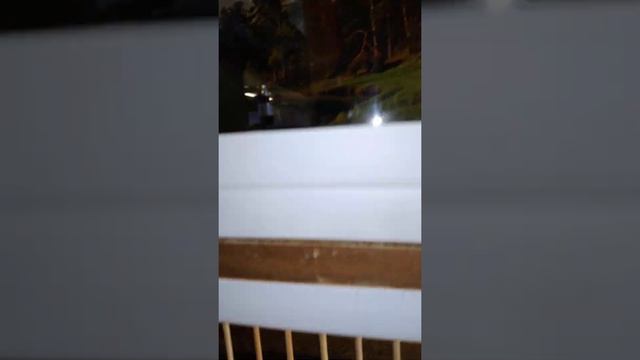 Зерноядная птица в квартире. смотреть онлайн