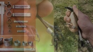 Окружающий мир 1 класс, тема урока "Где зимуют птицы?", с.16-17, Школа России.