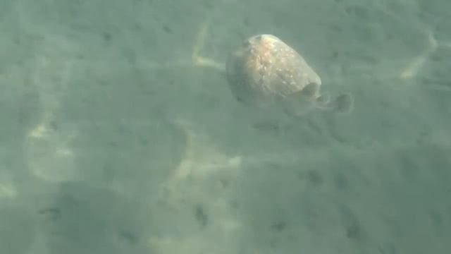 Электрический скат.Марса Алам. Отель Brayka Bay Reef Resort. смотреть онлайн