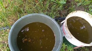 Подкормки роз коровьим навозом.