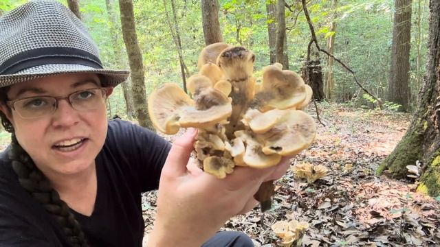 Black-staining polypore: A good jerky mushroom & peachy chanterelle identification смотреть онлайн