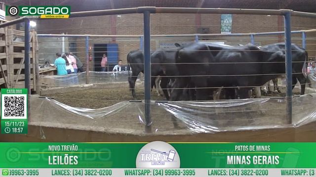 177º LEILÃO MISTO - NOVO TREVÃO LEILÕES EM PATOS DE MINAS/MG - 15/11/2023 смотреть онлайн