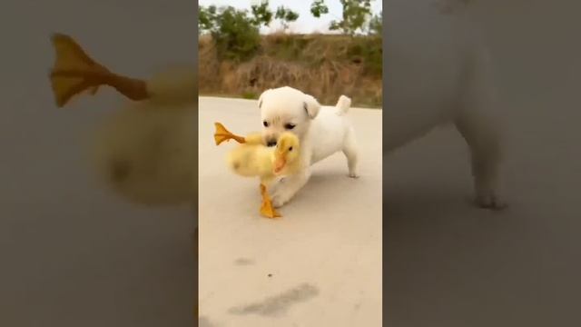 Щенок и цыплята смотреть онлайн