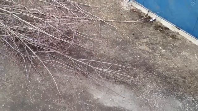 Спил деревьев смотреть онлайн