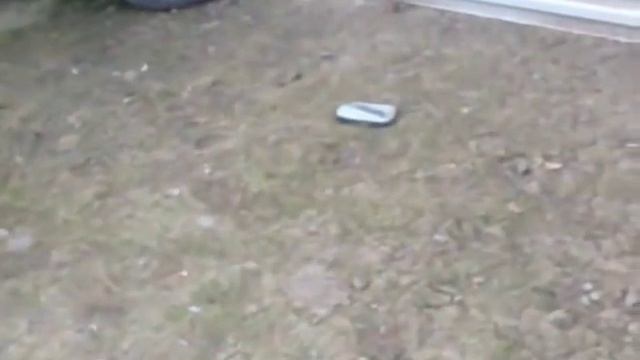 самый большие индюки в мире смотреть онлайн