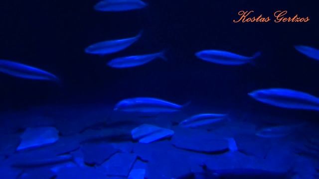 ΕΝΥΔΡΕΙΟ ΛΙΣΑΒΟΝΑΣ (OCEANARIO DE LISBOA - LISBON OCEANARIUM)