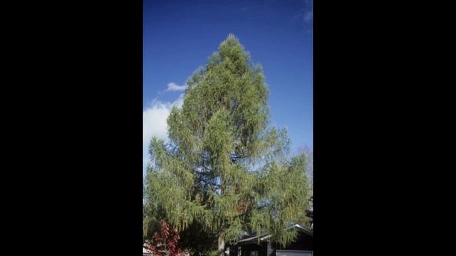ЛИСТВЕННИЦА (LARIX) сем. Сосновые смотреть онлайн