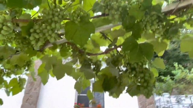 Нашла где самое чистое Чёрное море смотреть онлайн