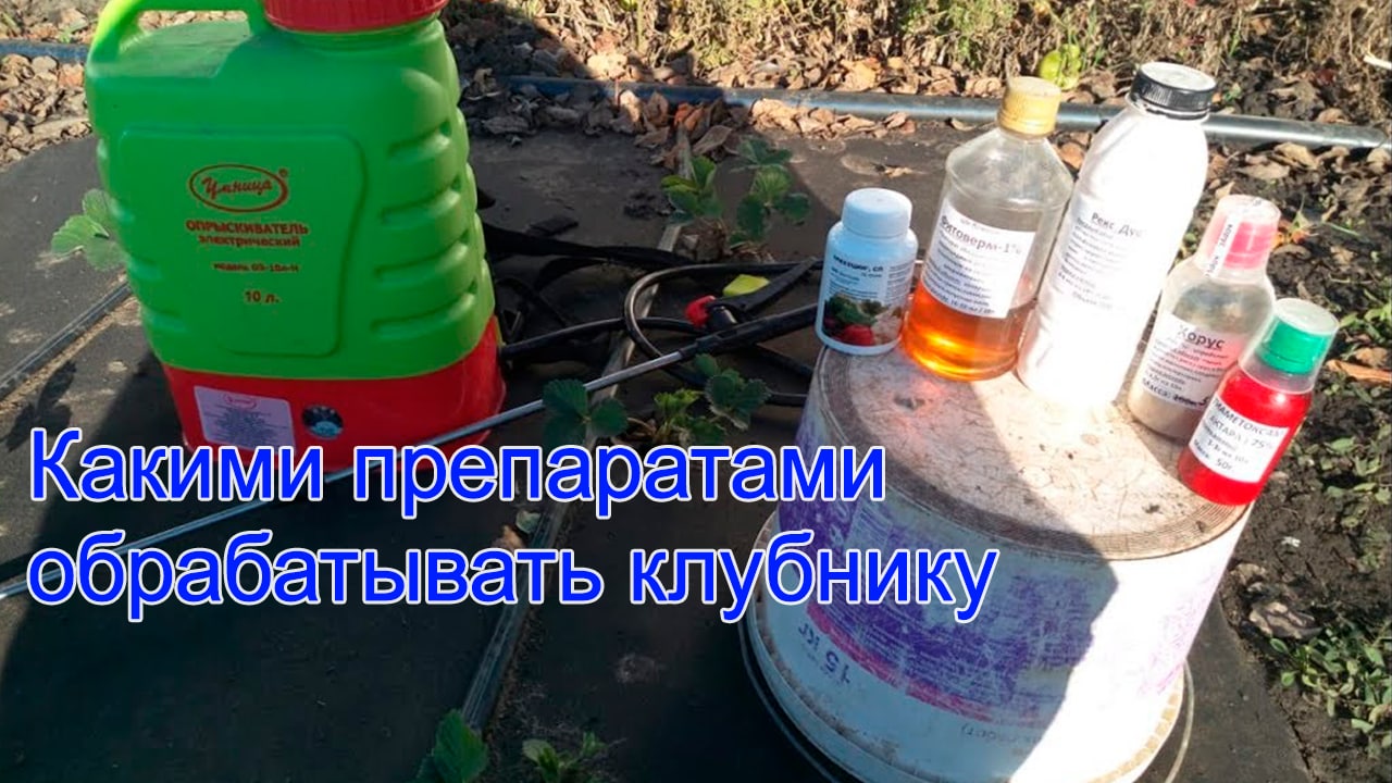 Какими препаратами обрабатывали клубнику в течении года. смотреть онлайн