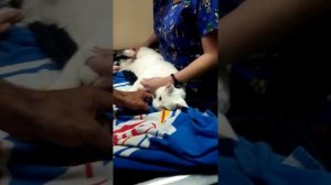 Усыпление животных и кремация