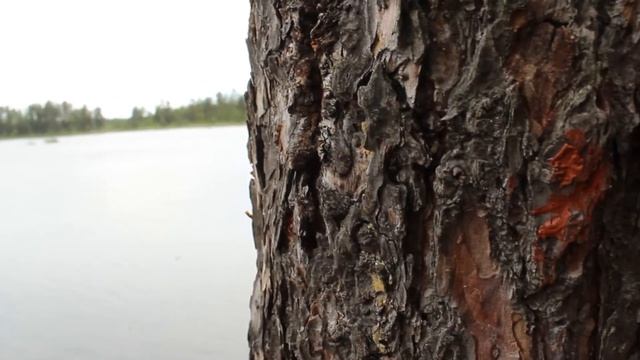 Canon 4000d Video Test