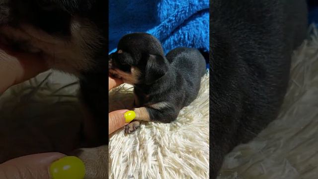 Бомонд Гурзуф мальчик чихуахуа ПРОДАЖА питомник Кастропуло Крым+79787458062 доставка есть смотреть онлайн