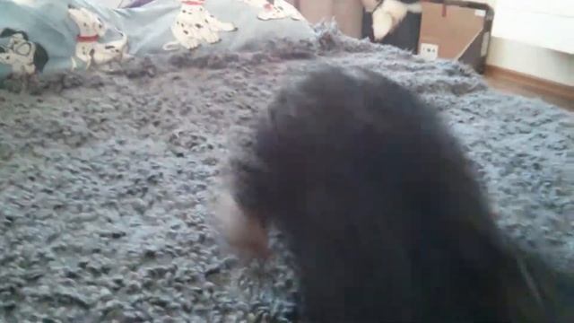 Бешенный пёс смотреть онлайн