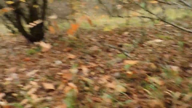 Поляны рыжиков!!! 11 ноября 2021 г смотреть онлайн