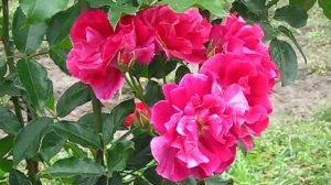 Роза Ги Савой