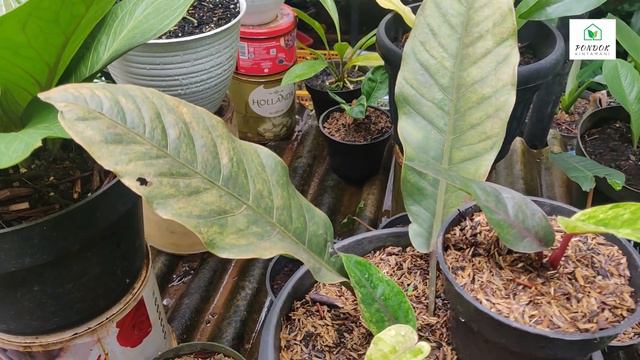 Anthurium Hookeri Black || Mengenal Anthurium Series Black смотреть онлайн