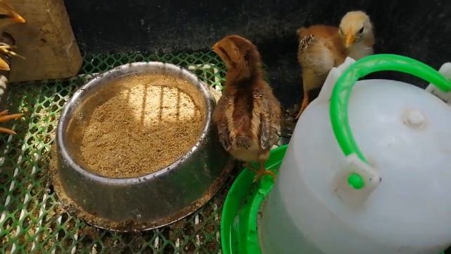 Цыплята тоджон/ханхяп и билефельдеры / Bielefelder kennhun 1 неделя на заводском корме. смотреть онлайн