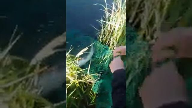 Неверкино, пруд Сухой-2. Здесь рыба есть! смотреть онлайн