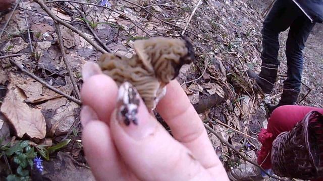 Гриби зморшки (сморчки) - перші весняні гриби смотреть онлайн