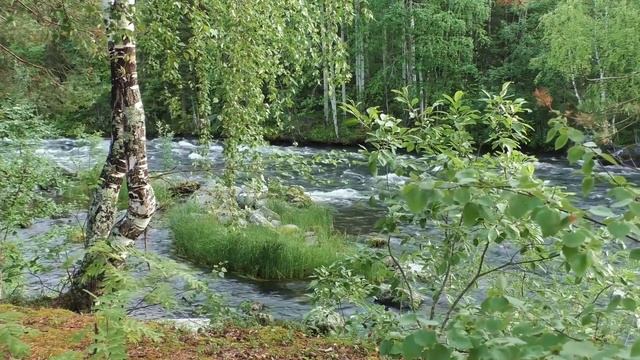 Во МГЛЕ мелькнула ВОЛЧЬЯ тень.. Желтые глаза смотрели парню прямо в душу. смотреть онлайн