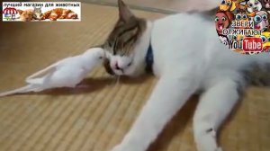 Коты и собаки пристают друг к другу