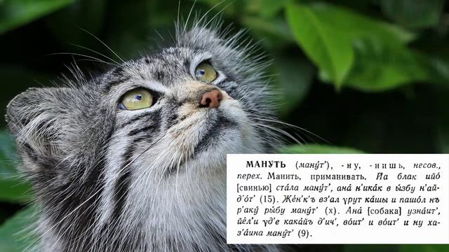 Манул - происхождение слова