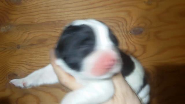 Бугай Алабай. Новорожденные щенки от Ратибора и Ночки. смотреть онлайн