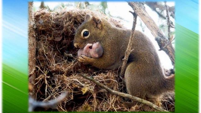 В мире животных смотреть онлайн