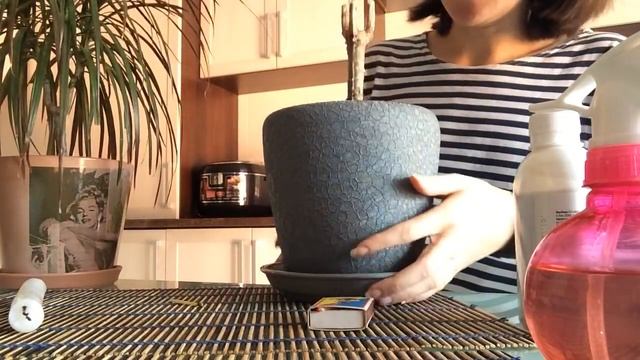 Как спасти драцену, реанимирование драцены, уход за драценой