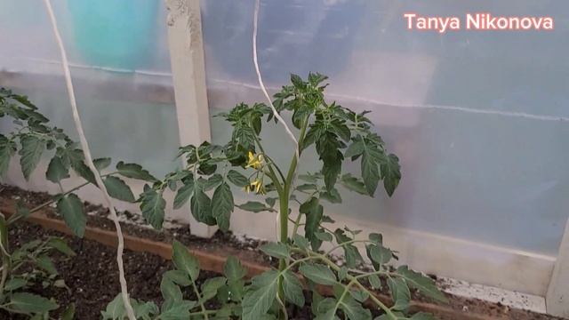 КАКОЙ ТОМАТ ЗАЦВЁЛ ПЕРВЫМ смотреть онлайн