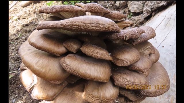 Pleurotus ostreatus 7th day смотреть онлайн
