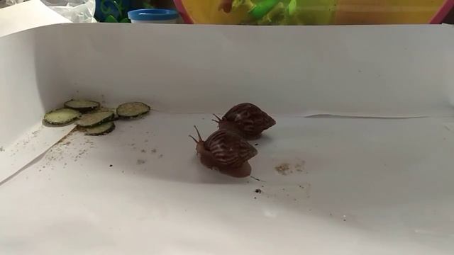 Улитки гуляют смотреть онлайн