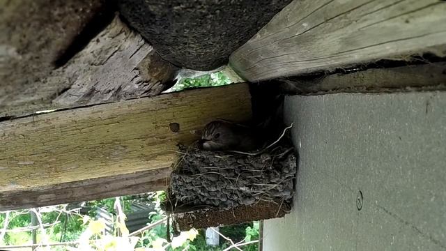 Серая мухоловка / Muscicapa striata / Gray flycatcher смотреть онлайн