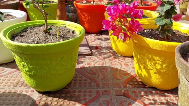 বুগেনভেলিয়া অপরূপা তৃতীয় পর্ব ||Bougainvillea Beauty Third Part ||Sree Sanjiban || смотреть онлайн