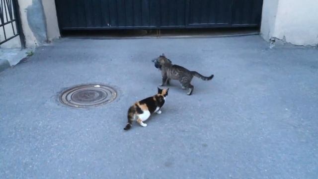 Кот поймал голубя смотреть онлайн