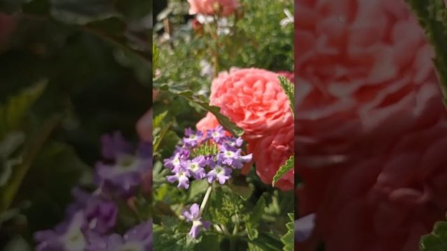 26.07.2022 Вербена и роза Кимоно. смотреть онлайн
