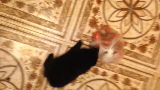Tomato hunters смотреть онлайн