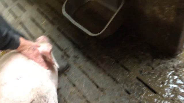 Дания_РАБОТА НА СВИНОФЕРМЕ_КАК ПРОКОЛОТЬ СВИНОМАТОК / HOW TO VACCINATE SOWS смотреть онлайн