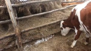 обзор содержания крс