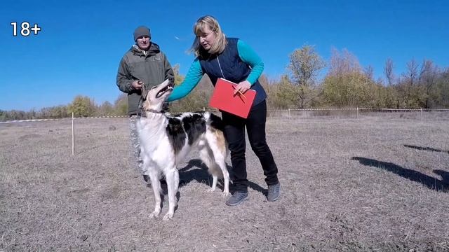 Областные соревнования борзых пород собак в Ершовском районе. смотреть онлайн
