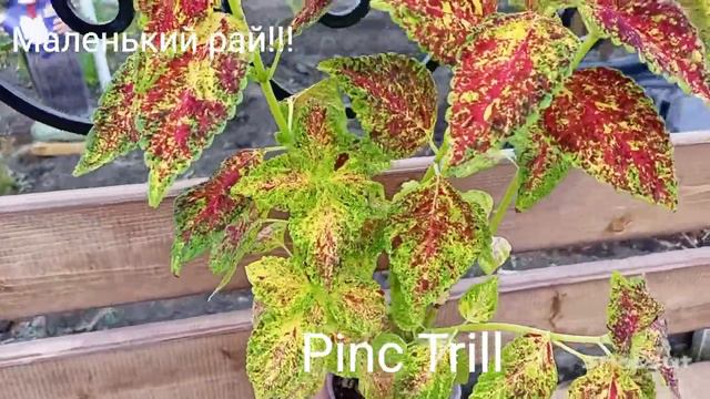 колеусы 1 часть