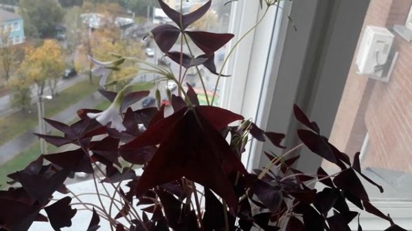 #oxalis #дом #оксалис / Окcалиc« Kупидо»(лат. оxаlis triаngulаris «Сupidо»)кислица фиолетовая.Уход