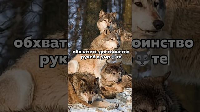 Подпишись, брат #shots #ауф #волк