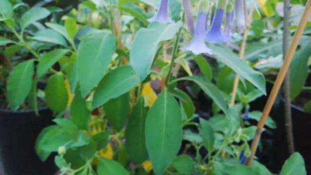 Акнистус древовидный / Acnistus смотреть онлайн